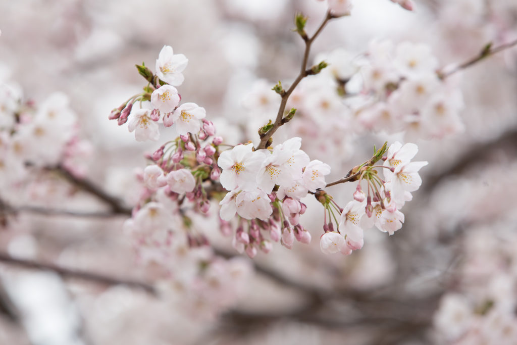 Korea Cherry Blossom Festival 02