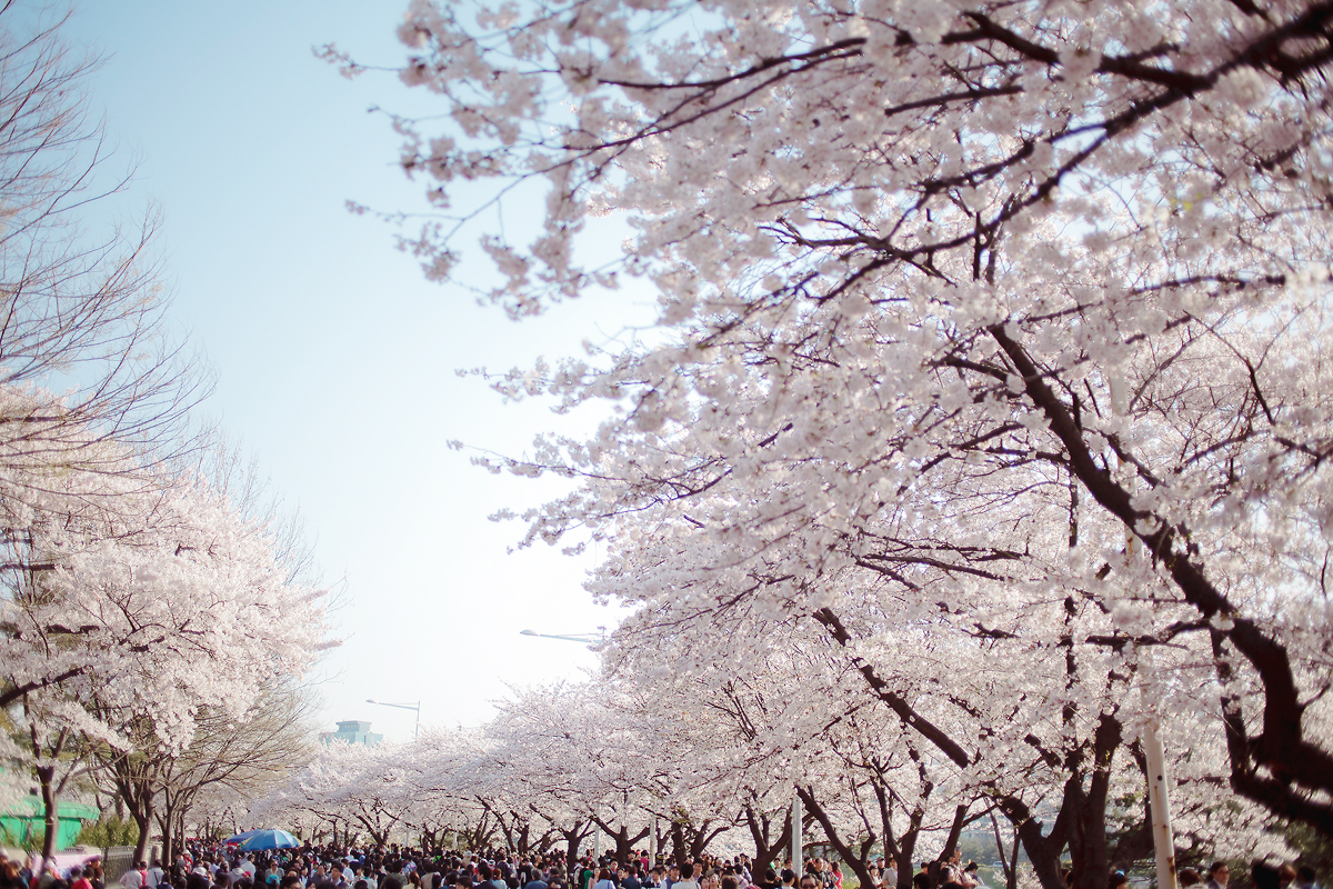 Yeoido Cherry Blossom (Spring Flower) Festival will be started in 10 days