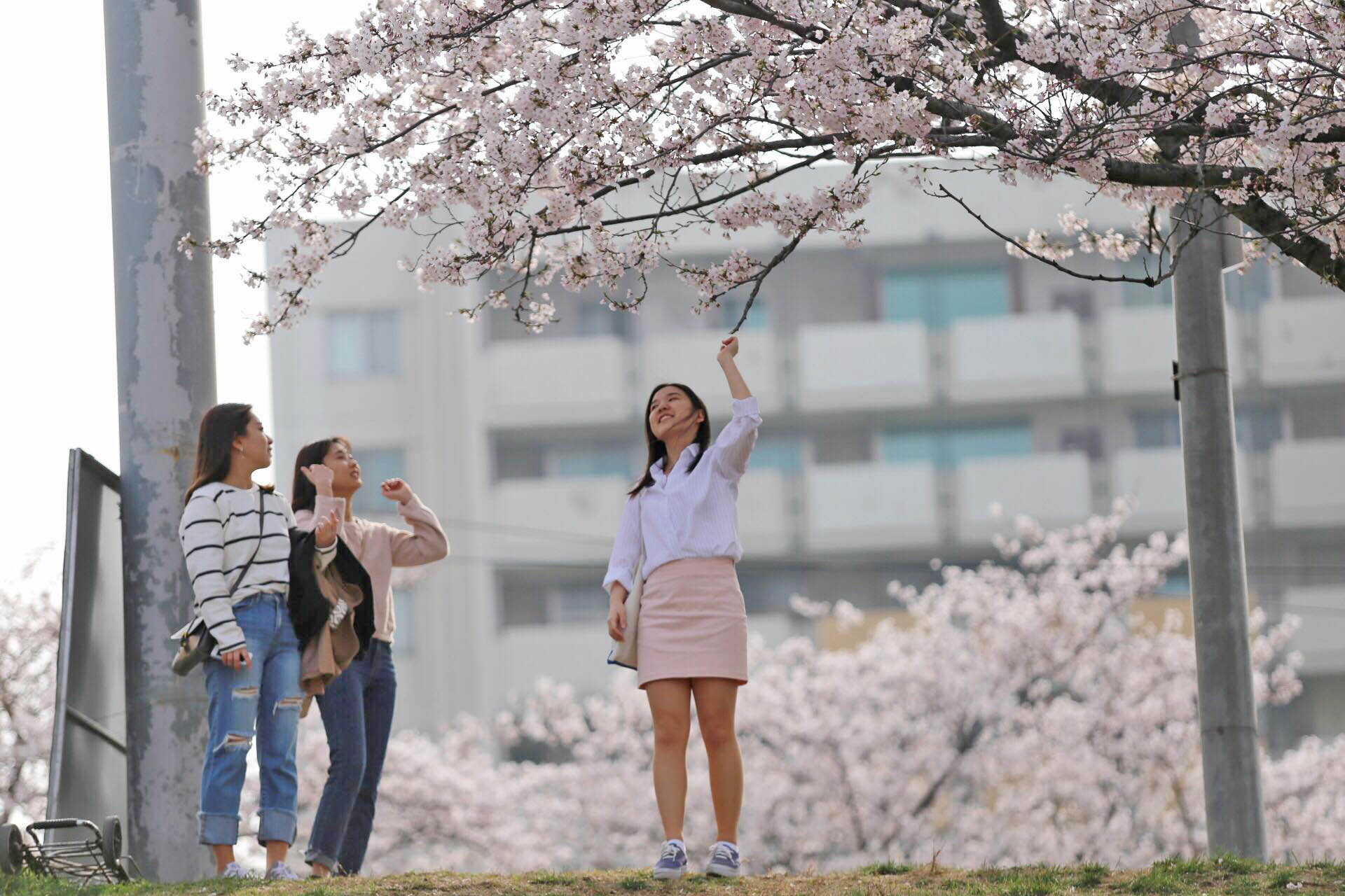 Plan your Cherry Blossom trip now - 2019 Korea Cherry blossom blooming forecast