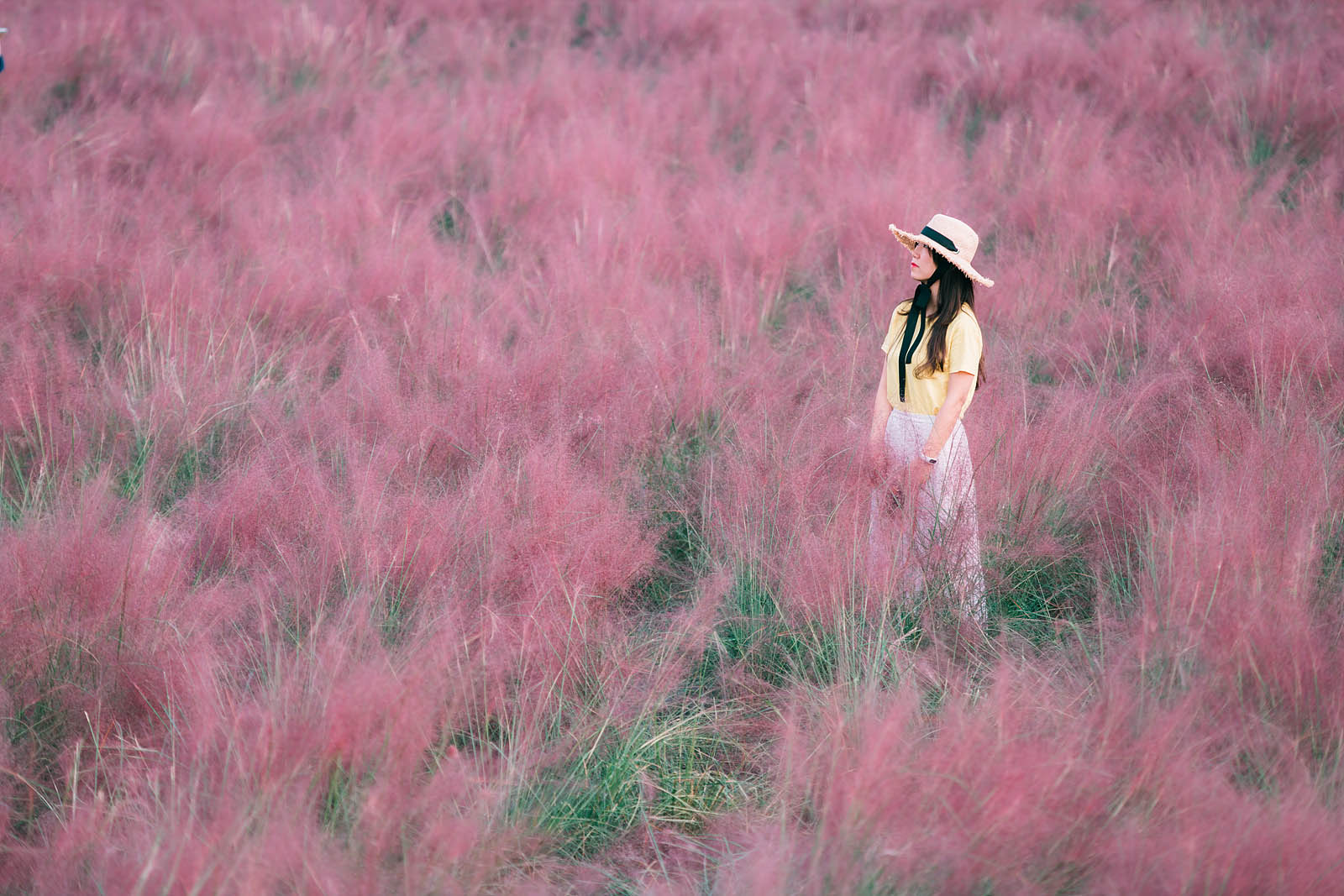 The most instragramable place in Seoul this Autumn - Pink Muhly Garden