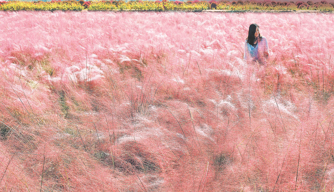 Pink Muhly Gardens becoming a new tourist attraction in Korea