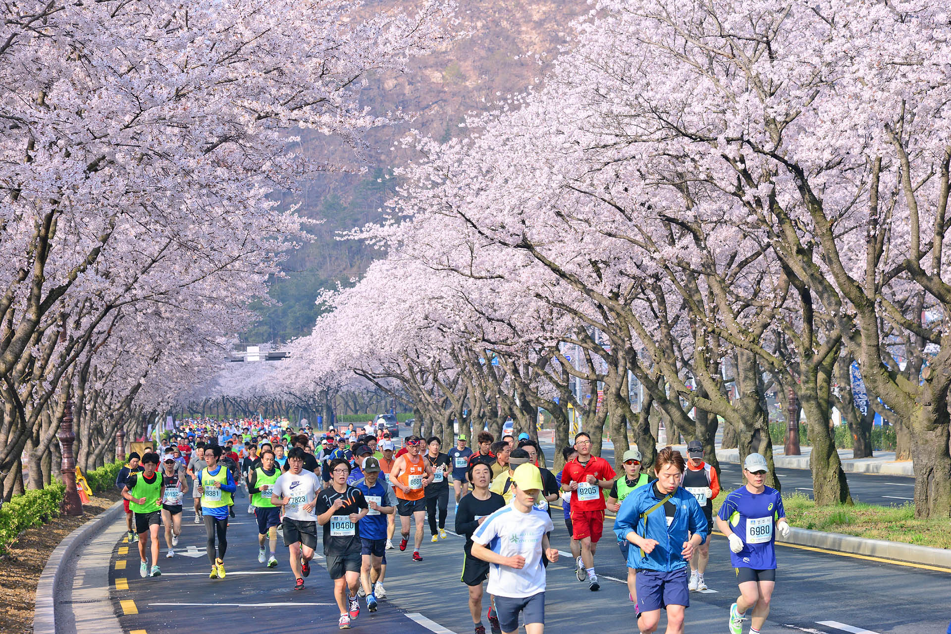 Gyeongju Cherry Blossom Marathon Day Tour