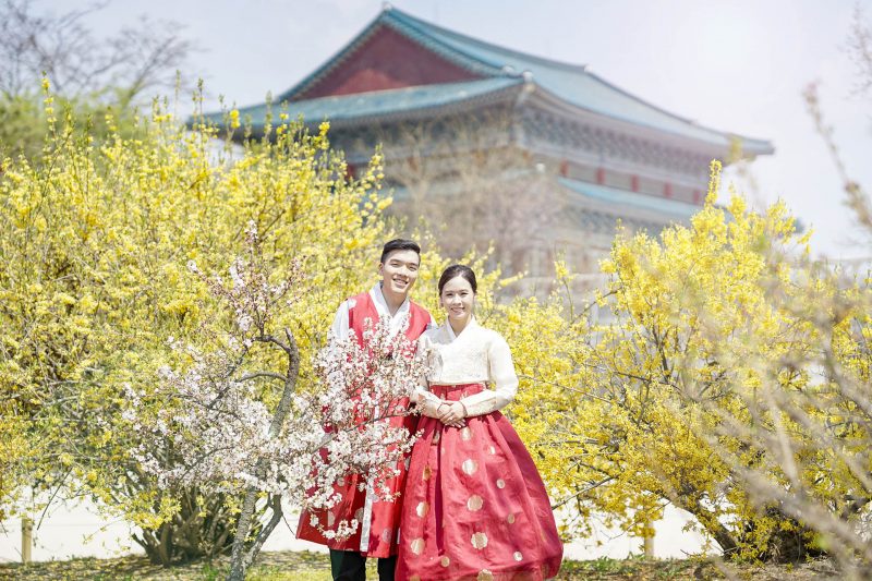 Korean Cherry Blossom
