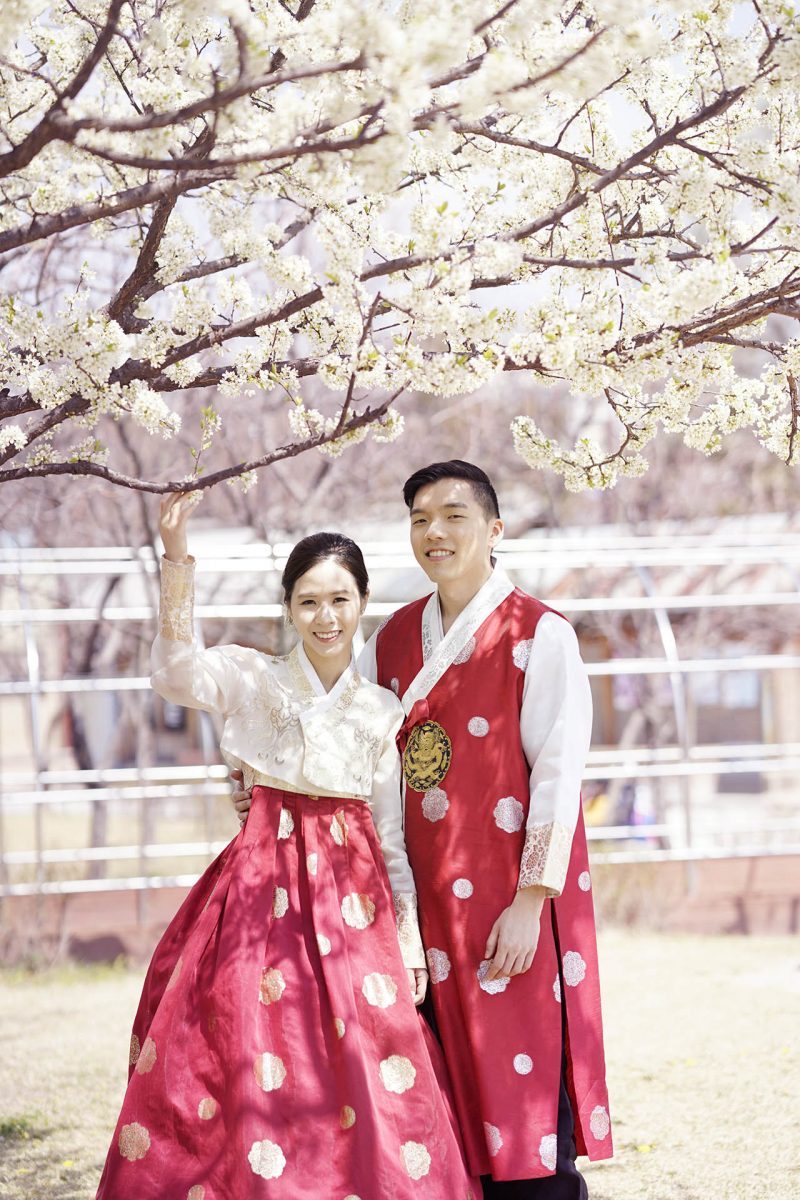 Korean Cherry Blossom
