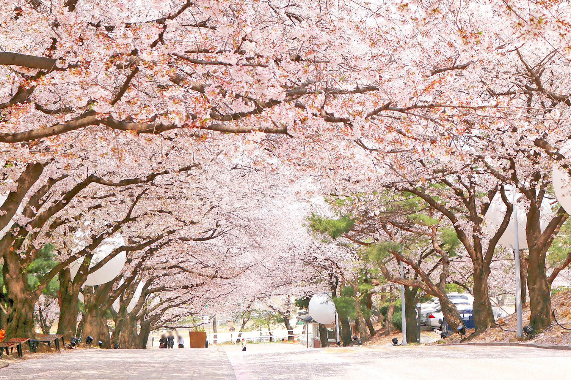 2018 The Best Cherry Blossom Spots in Seoul