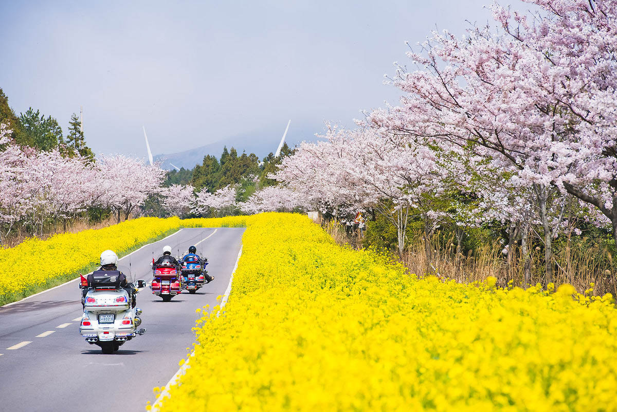 Cherry Blossom in Jeju Island