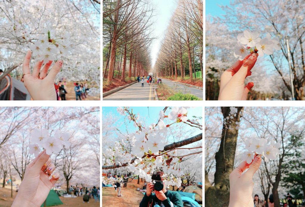 Paju Osan-ri Cherry Blossom Garden