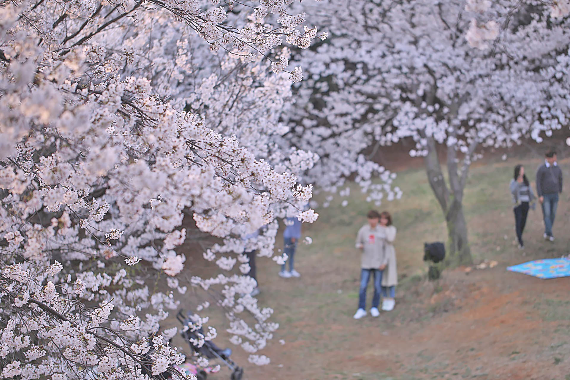 Paju Osan-ri Cherry Blossom Garden