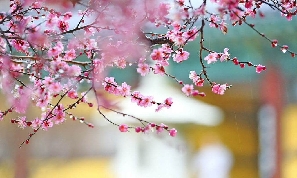 Spring has arrived in Korea considerably ahead of schedule