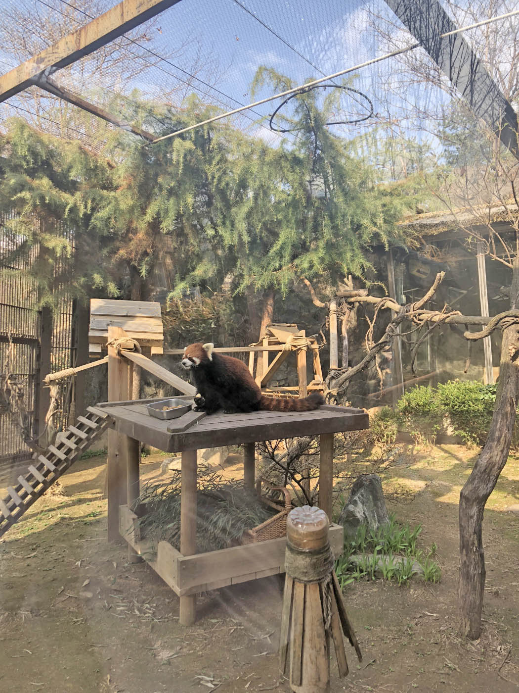 A weekend in Seoul and animals in Zoos