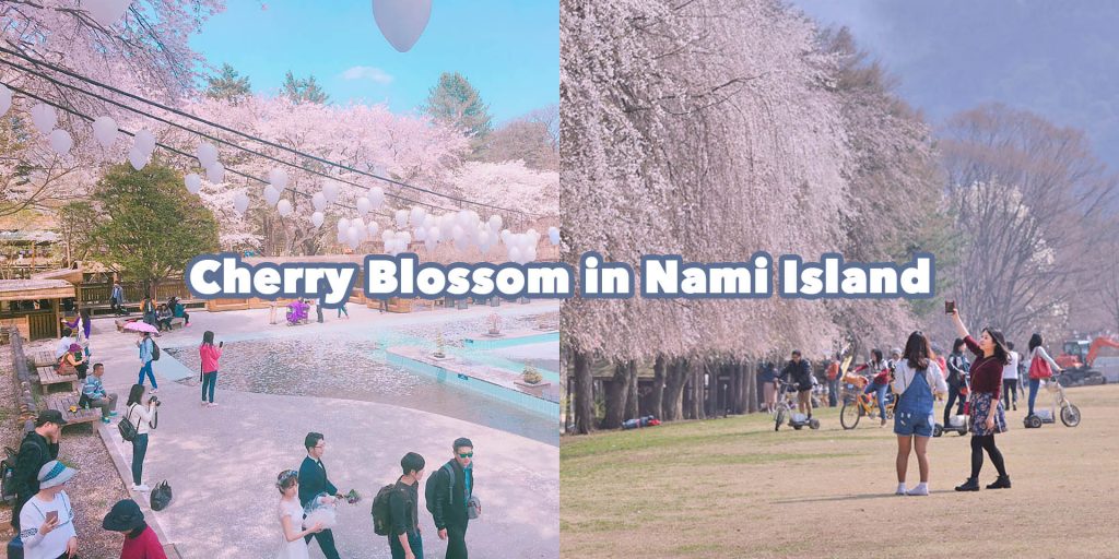 Cherry Blossom in Nami Island