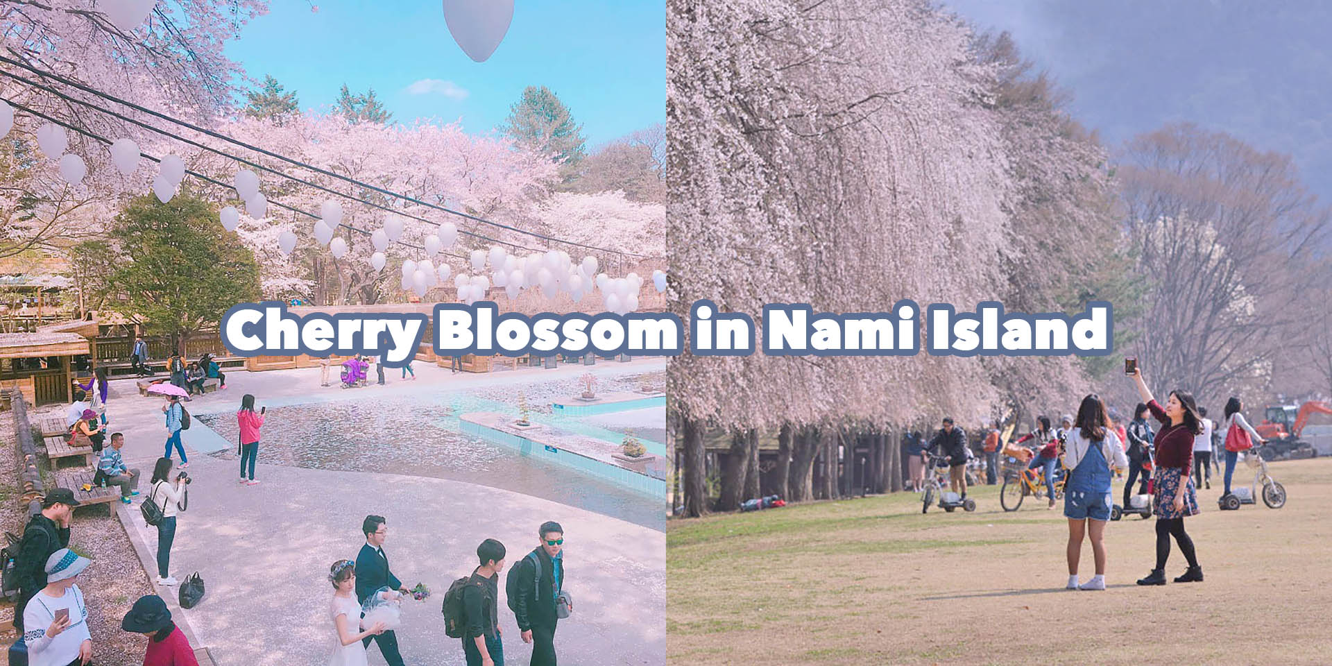 Photos] Cherry blossom scenery to be seen soon in Nami Island | HaB Korea .net