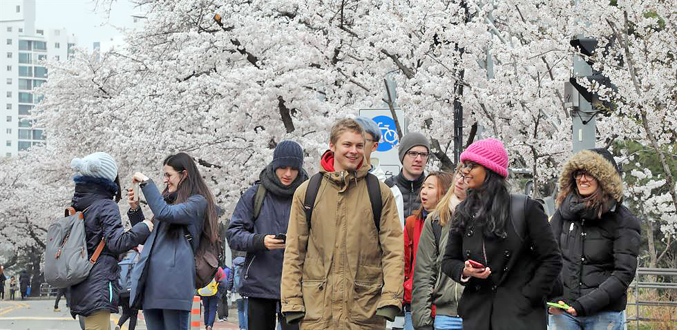 Cold Cherry Blossom festival day