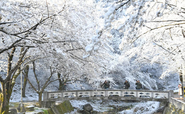 Snow in the spring in Korea - cherry blossoms in full bloom turned into snow flakes