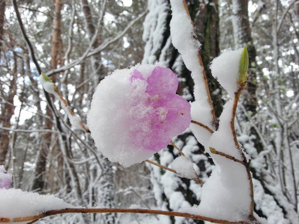 Snow in the spring in Korea - cherry blossoms in full bloom turned into snow flakes