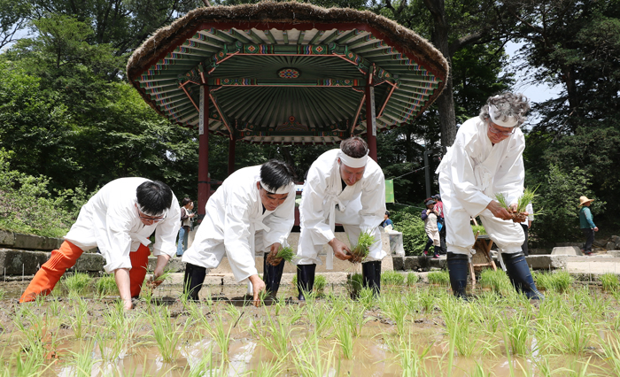 Enjoying traditional rice farming at Changdeokgung Palace