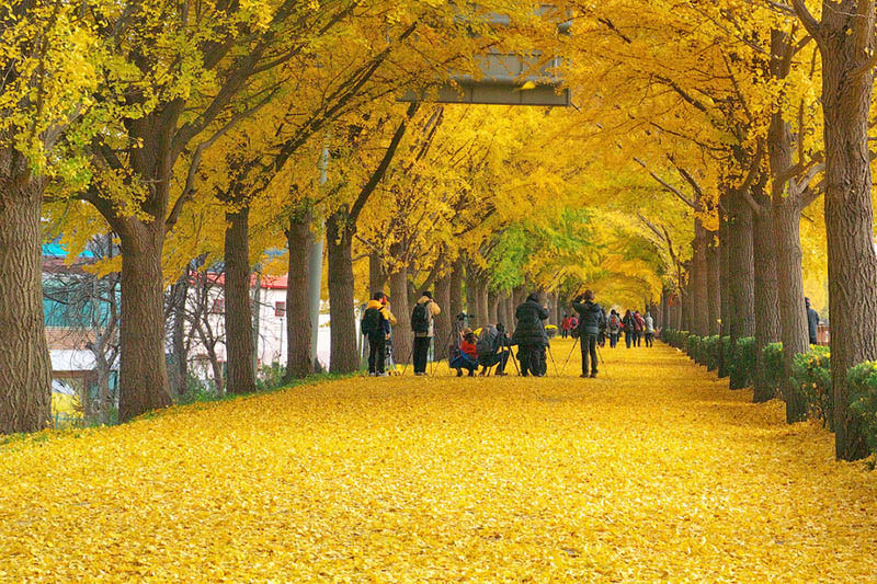 Hongcheon Ginkgo Forest - Autumn destination that can only be visited in October