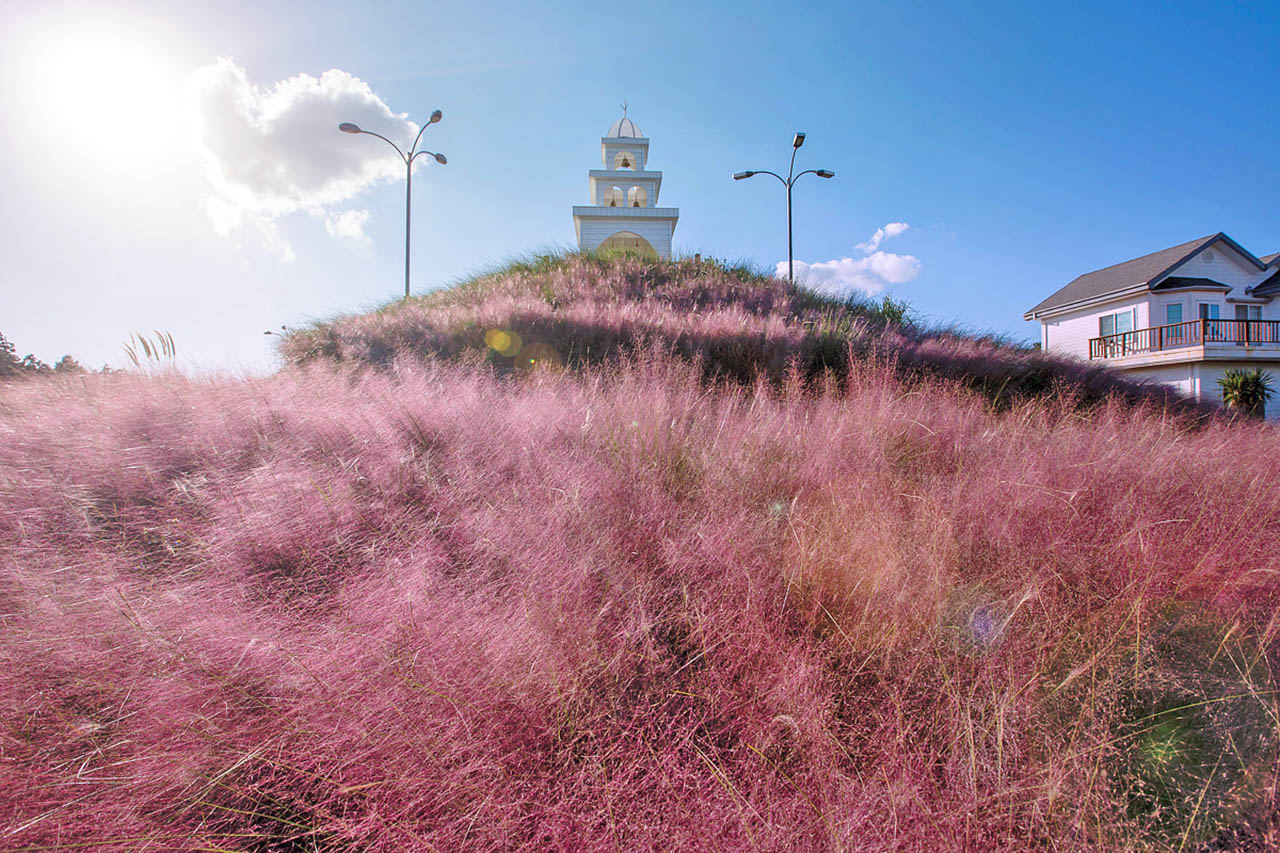 "Jeju Island Pink Muhly" available until early December