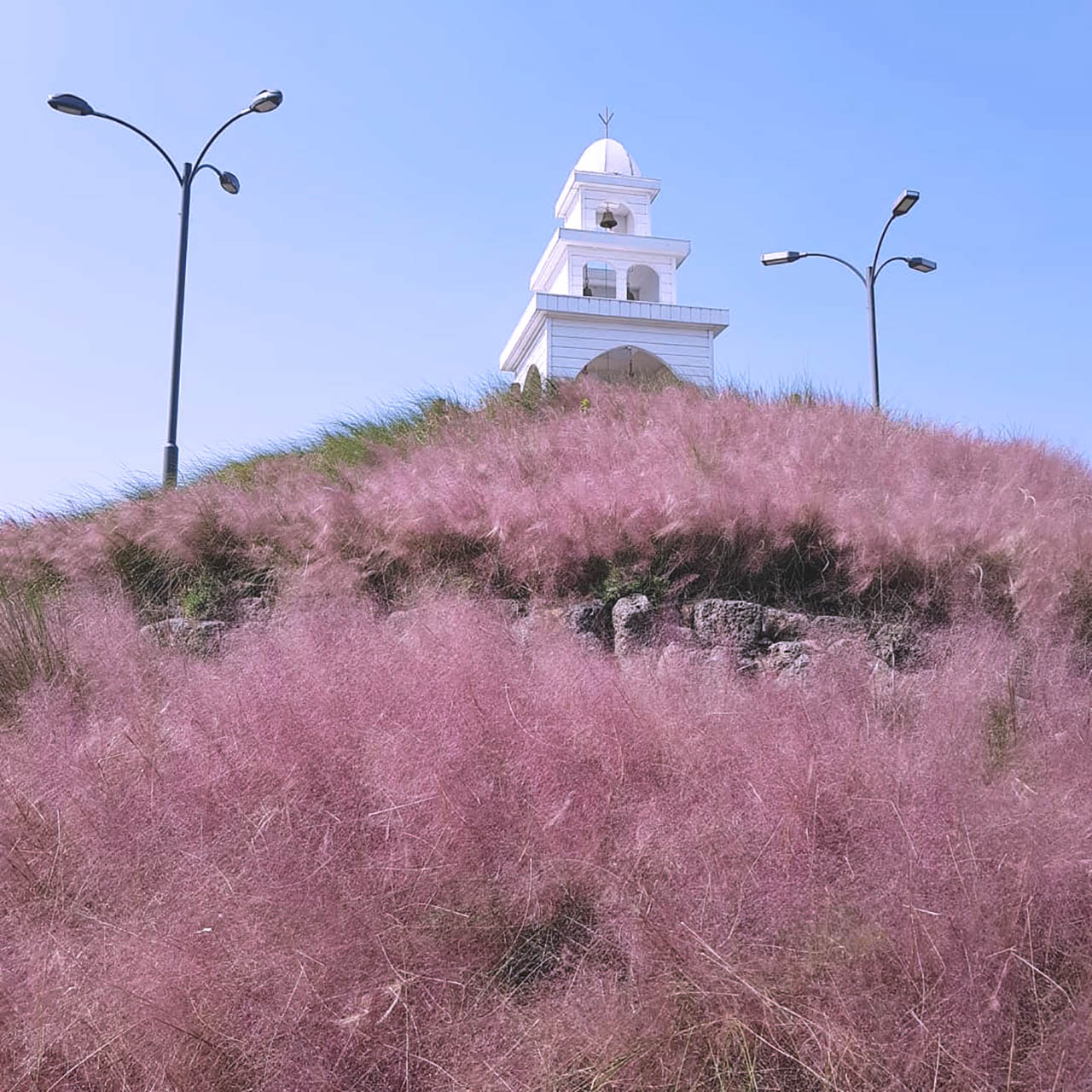 "Jeju Island Pink Muhly" available until early December