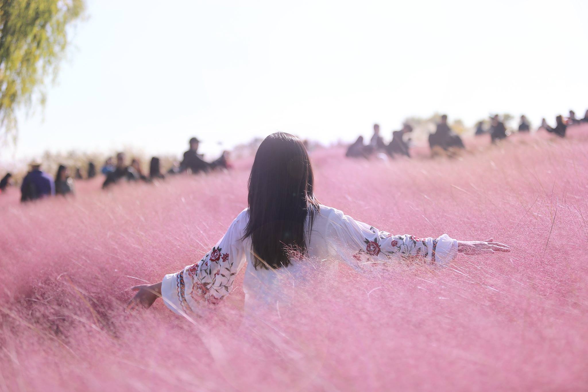 2019 Best Pink Muhly Spots in Seoul Area