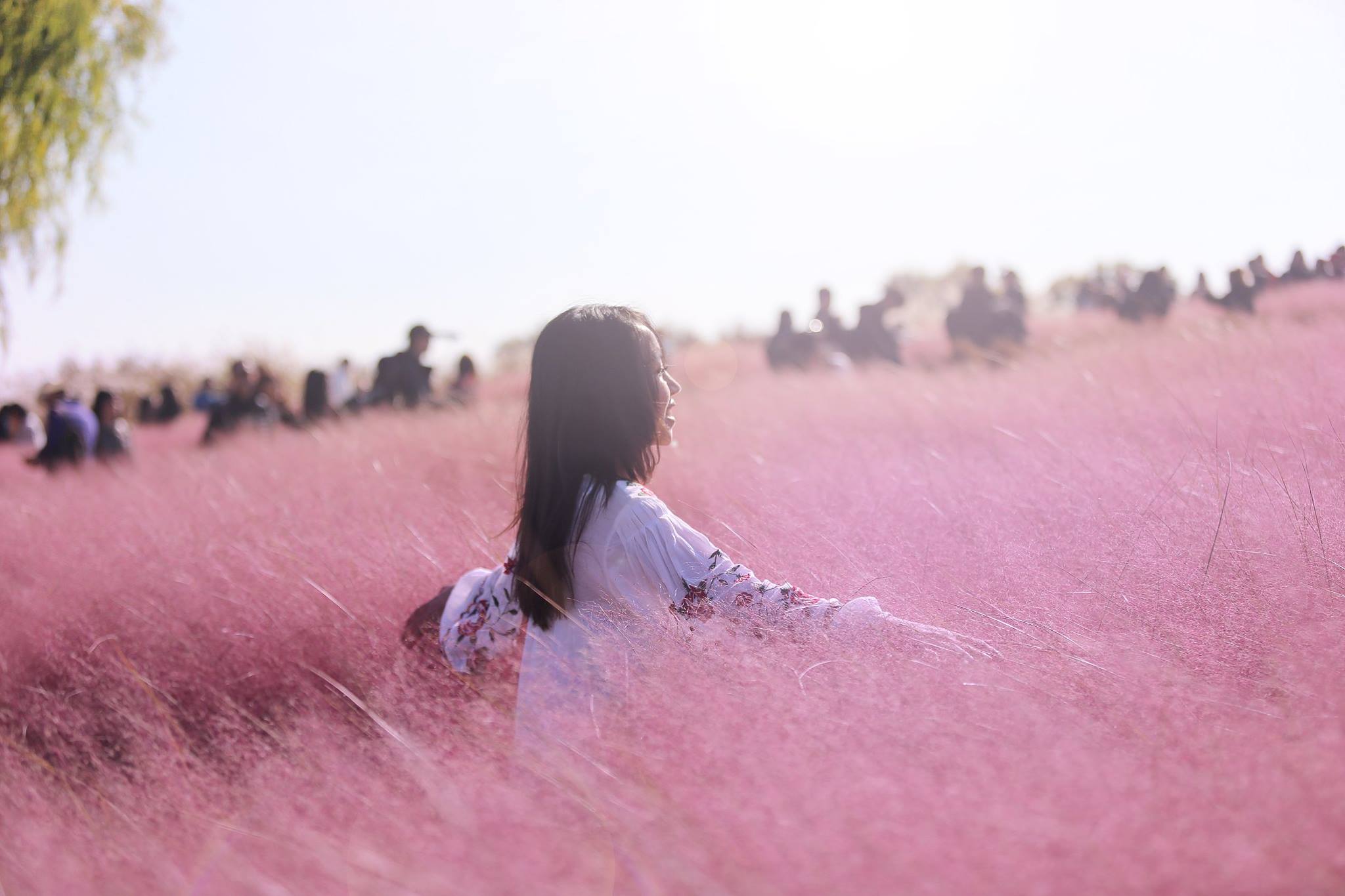Pink Muhly Gardens becoming a new tourist attraction in Korea