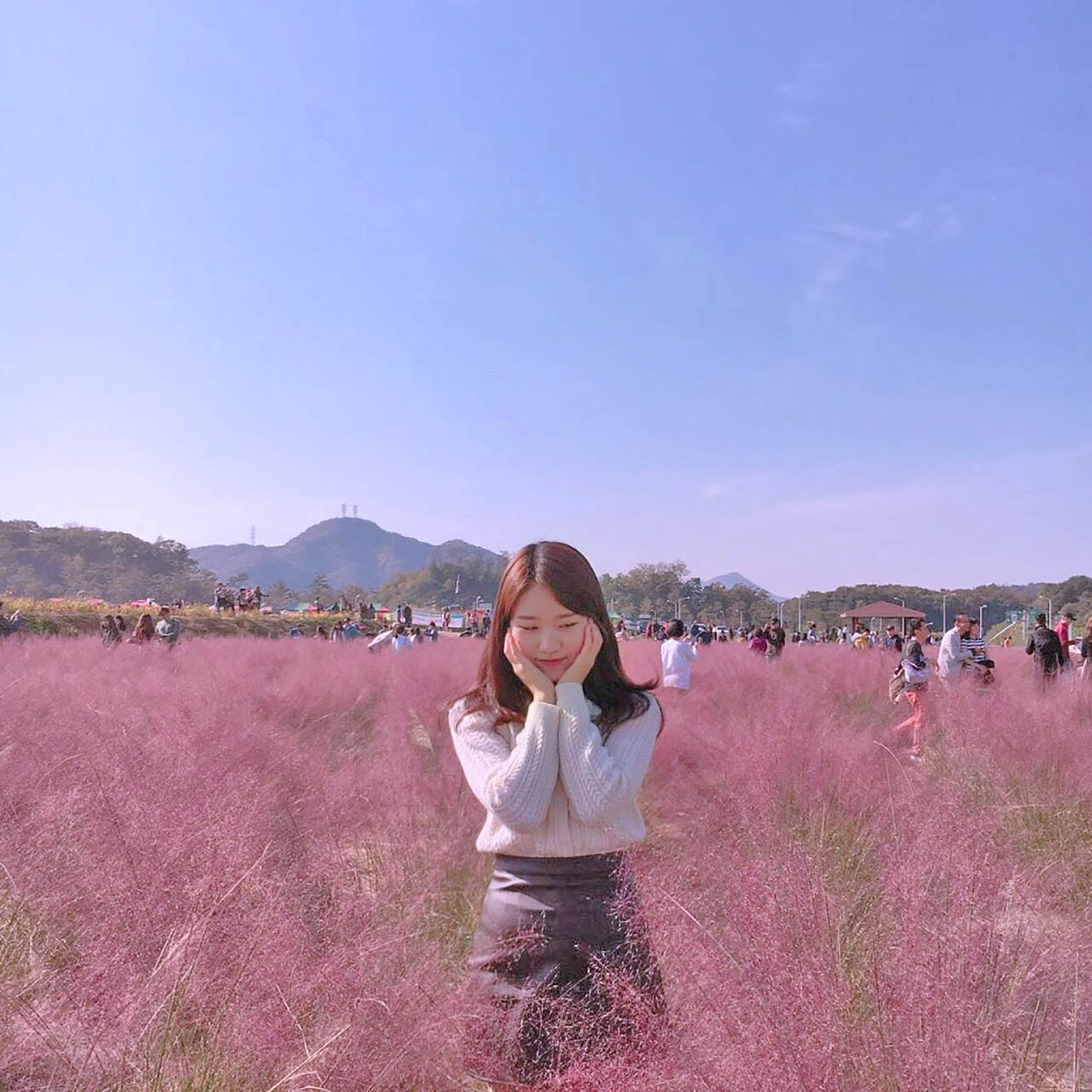 Pink Muhly Grass in Full Bloom at Jamwon Hangang Park