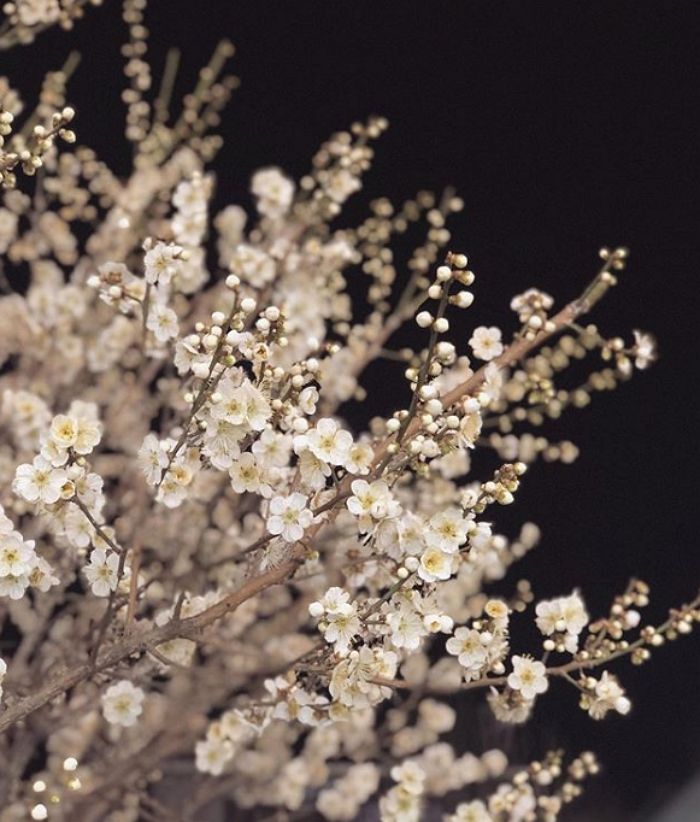 Cherry blossoms have already begun to bloom in Jeju Island