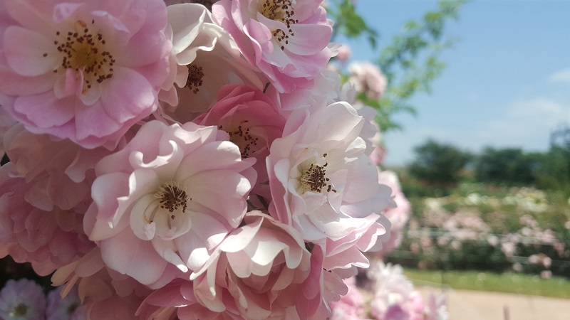 A Thousand Blooms: The International Rose Festival in Gokseong