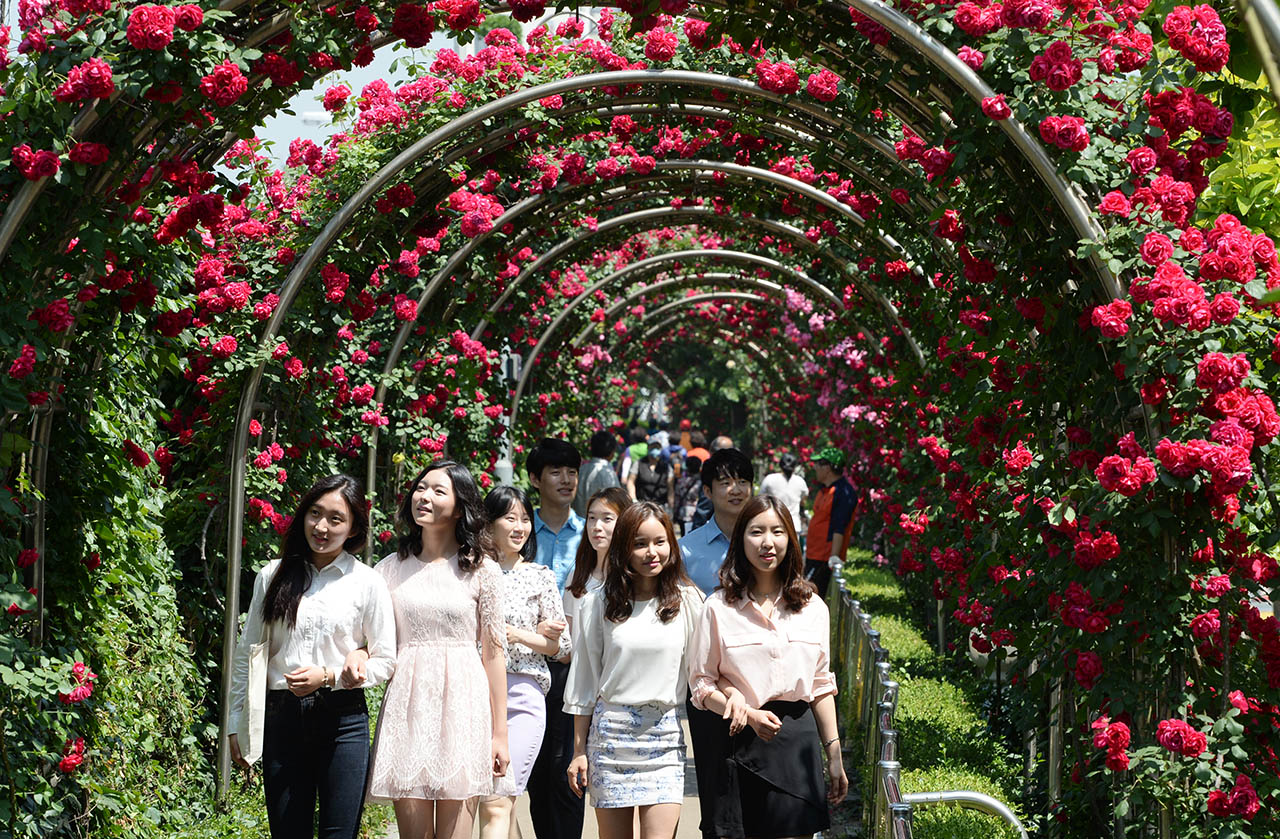 The prettiest festival in Seoul, Seoul Rose Festival 2019