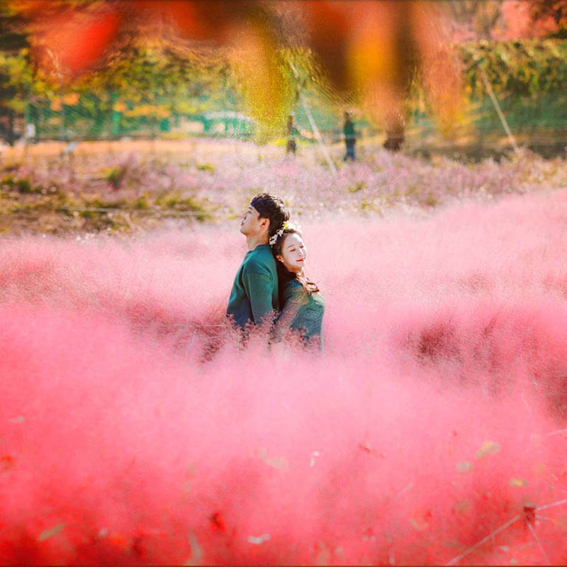 2019 Best Pink Muhly Spots in Seoul Area