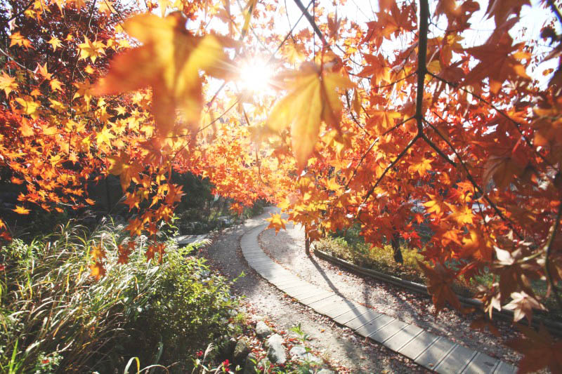 4 top spots to enjoy peak fall foliage in Seoul
