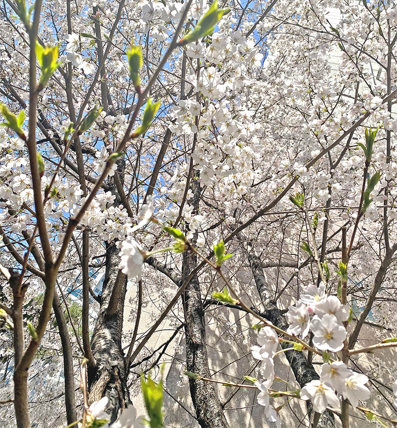 early cherry blossom 