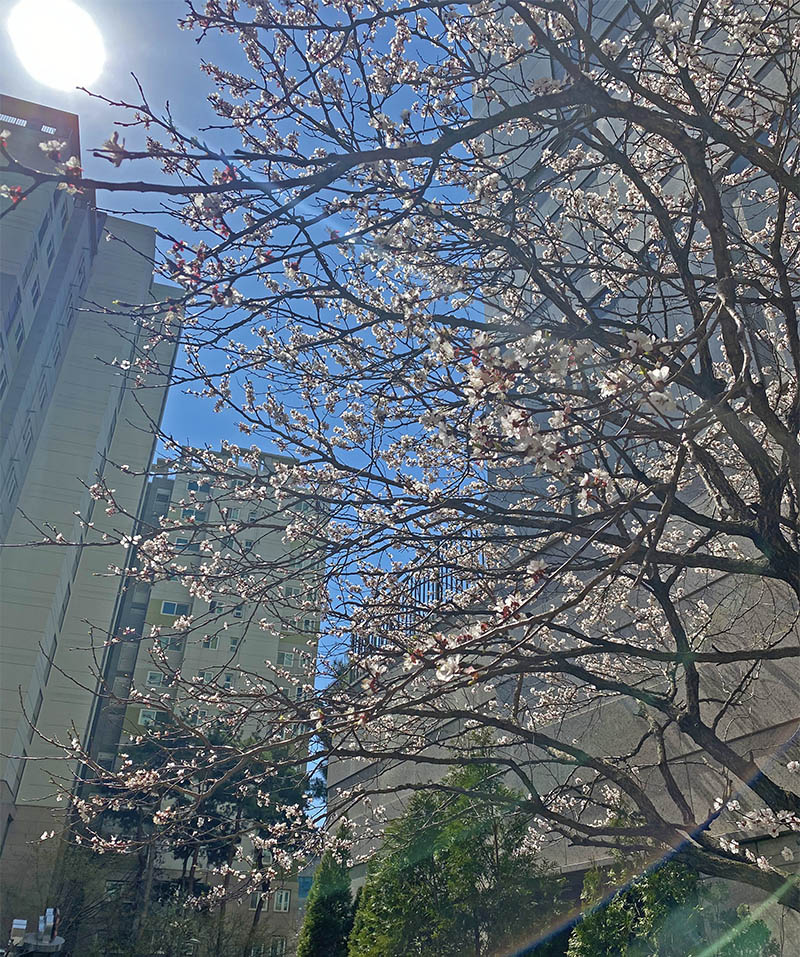 early cherry blossom