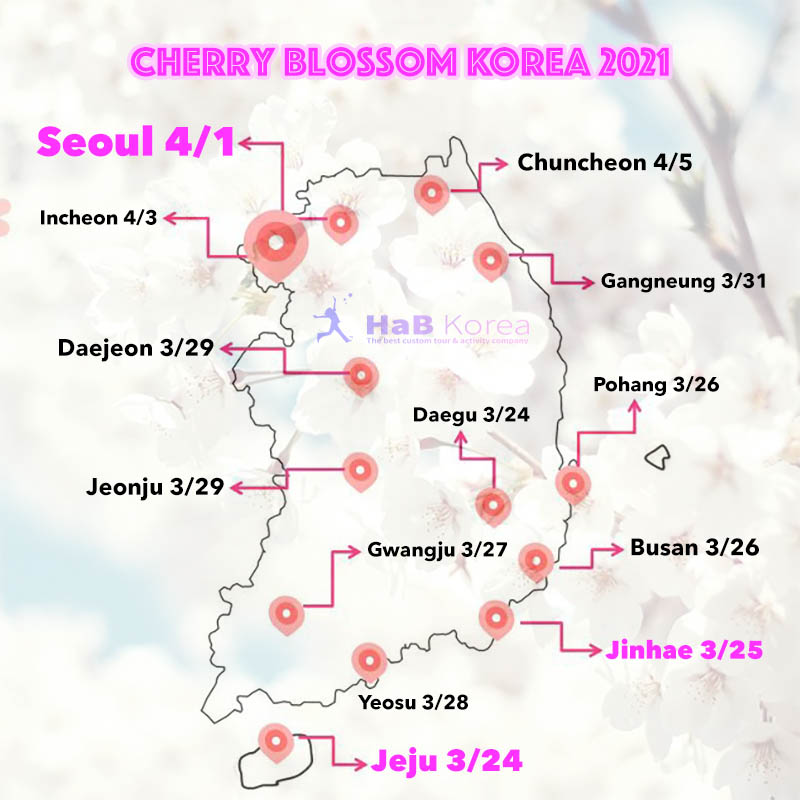 2021 South Korea Cheery Blossom forcast
